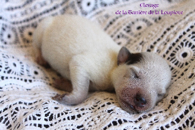 CHIOT