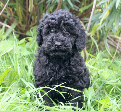 Chiot