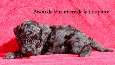 CHIOT 3 femelle noire