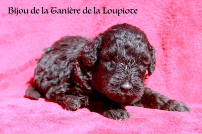 CHIOT 4 femelle noire