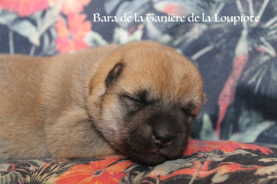 Chiot N°5
