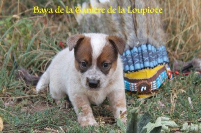 Baya