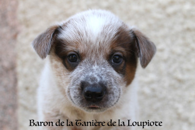 Baron