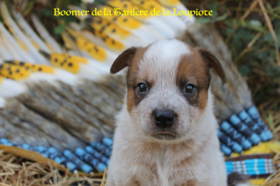 Boomer