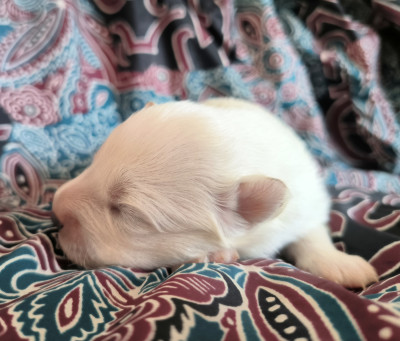 CHIOT 4