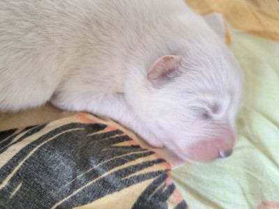 CHIOT 3