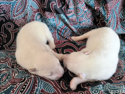 CHIOT 2
