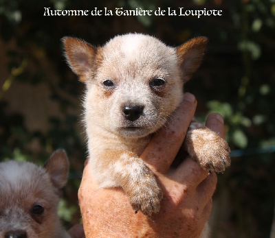 CHIOT