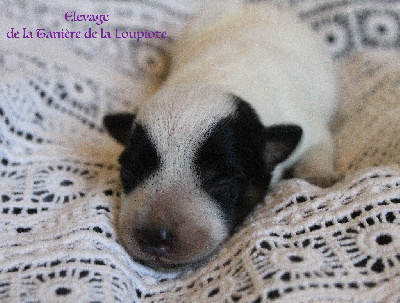CHIOT