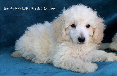 CHIOT