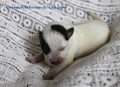 CHIOT