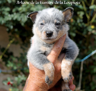 CHIOT