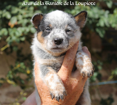 CHIOT