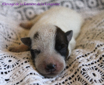 CHIOT