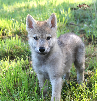 CHIOT 1