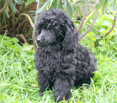Chiot