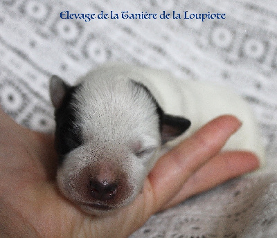 CHIOT