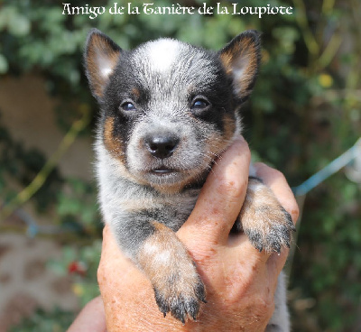 CHIOT
