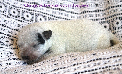 CHIOT