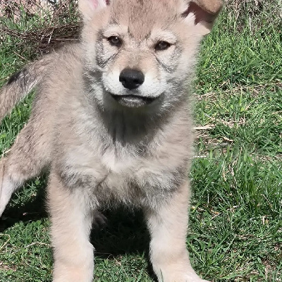 CHIOT