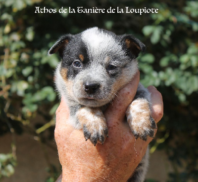 CHIOT