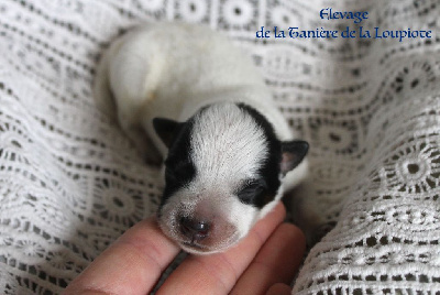 CHIOT