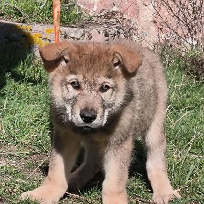CHIOT