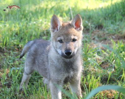 CHIOT 2