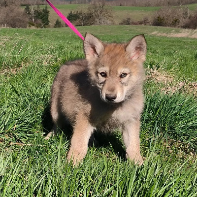 CHIOT