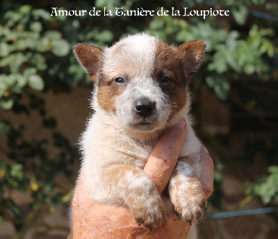 CHIOT