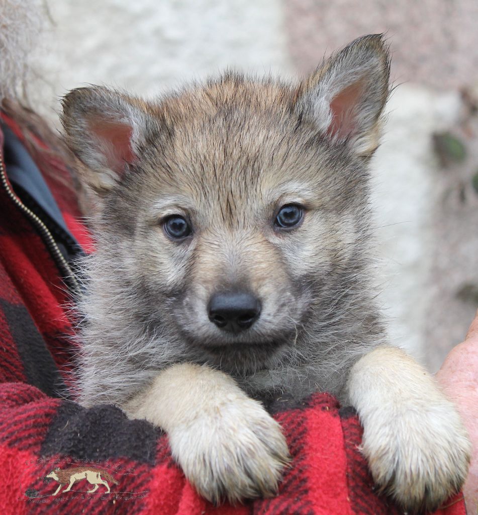 De La Tanière De La Loupiote - Chiots disponibles - Chien-loup tchecoslovaque