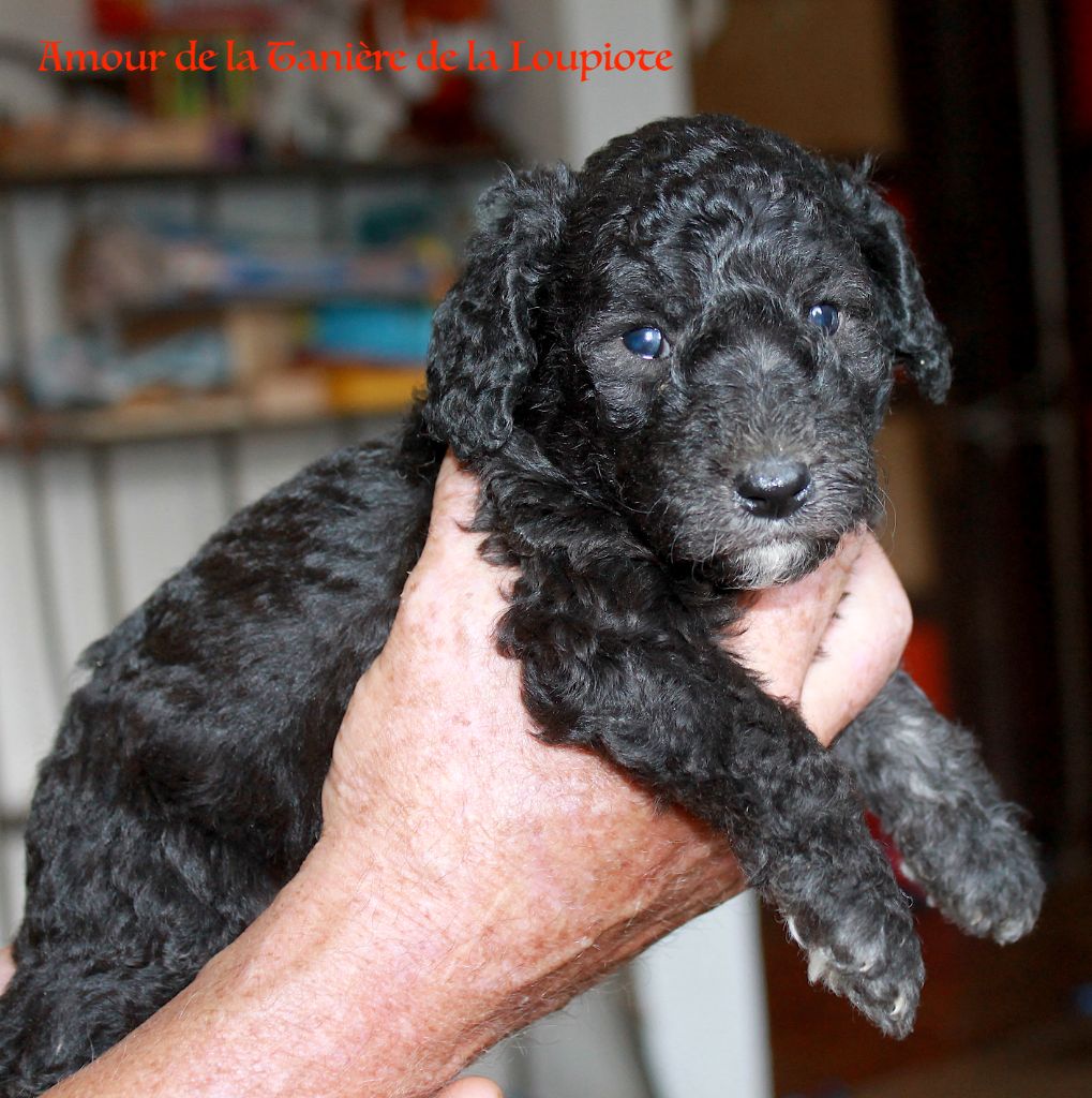 De La Tanière De La Loupiote - Chiots disponibles - Caniche