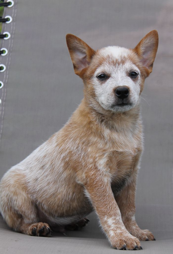 De La Tanière De La Loupiote - Bouvier australien - Portée née le 14/07/2025