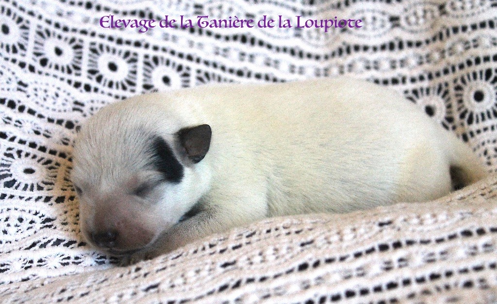 De La Tanière De La Loupiote - Chiots disponibles - Bouvier australien