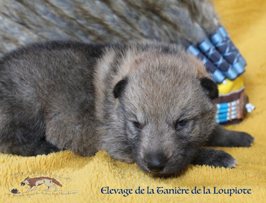 De La Tanière De La Loupiote - Chien-loup tchecoslovaque - Portée née le 28/09/2025