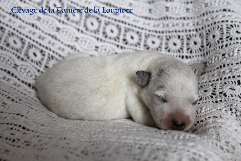 De La Tanière De La Loupiote - Chiots disponibles - Bouvier australien