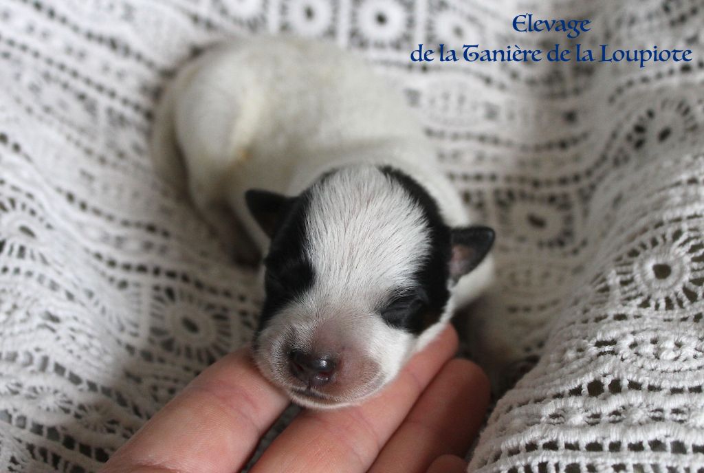 De La Tanière De La Loupiote - Chiots disponibles - Bouvier australien