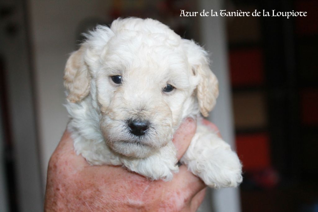 De La Tanière De La Loupiote - Chiots disponibles - Caniche