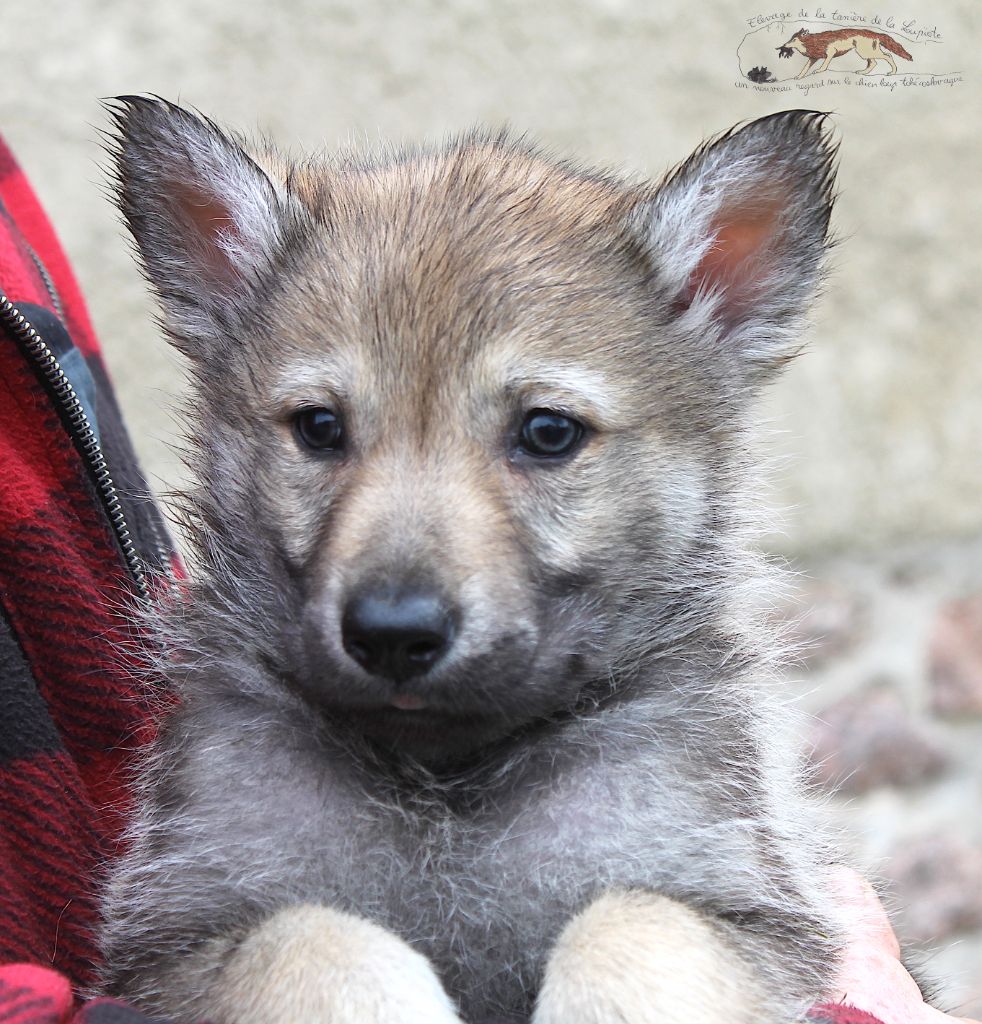 De La Tanière De La Loupiote - Chiots disponibles - Chien-loup tchecoslovaque