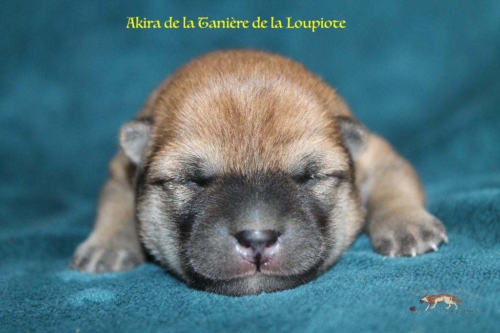 De La Tanière De La Loupiote - Chiots disponibles - Shiba