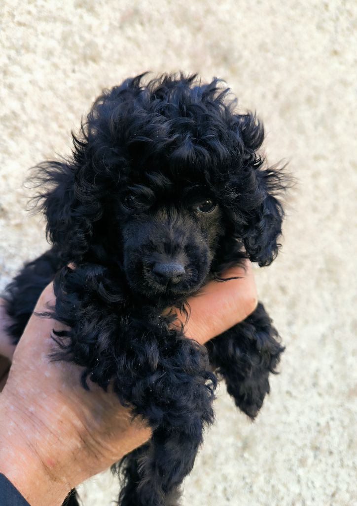 De La Tanière De La Loupiote - Chiots disponibles - Caniche