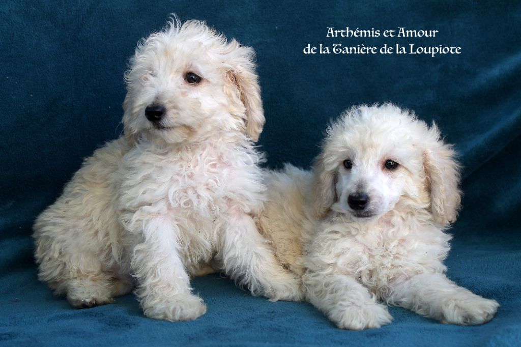 De La Tanière De La Loupiote - Chiots disponibles - Caniche